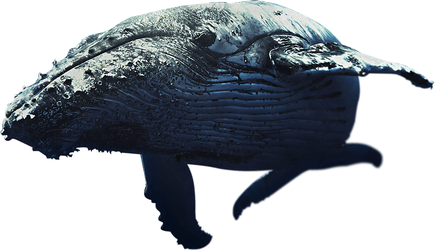 Whale